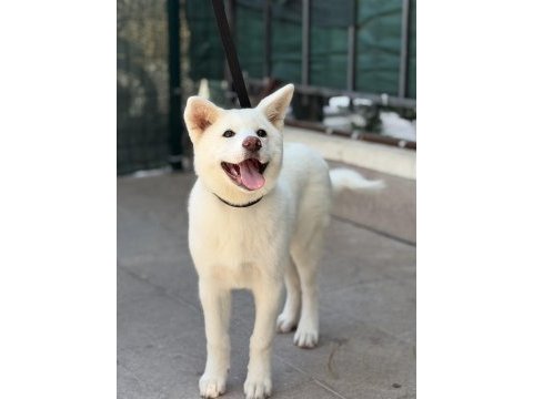 3,5 aylık karma aşıları bitmiş beyaz akita inu