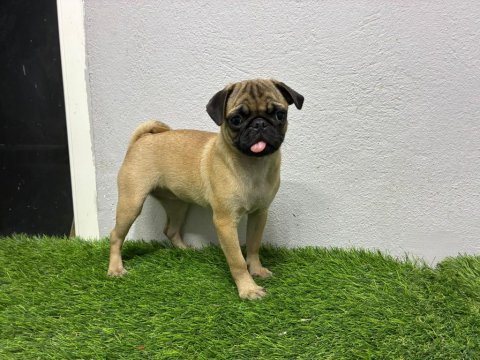 Irk garantili pug yavrum