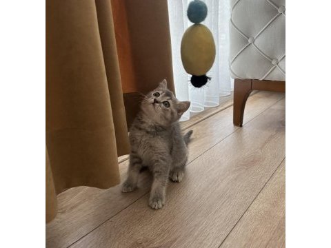 Blue golden bebeğim yeni yuvasını arıyor