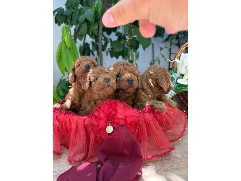 Yeni yuvası için hazır kore kan poodle bebekler