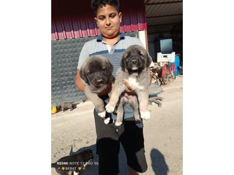 A kalite kangal beslemek isteyenler buyursun