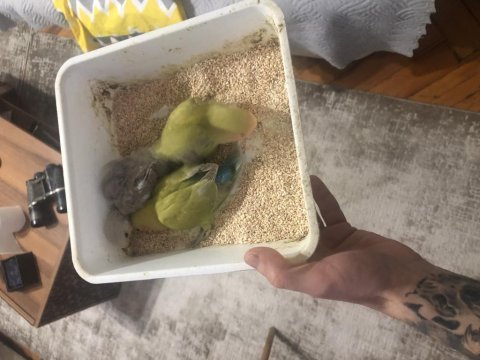 Yavru sevda papağanları