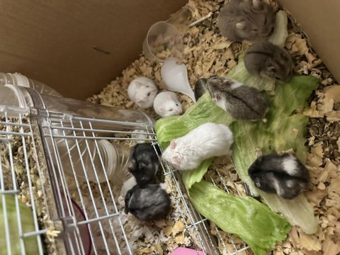 Hamster ataşehir
