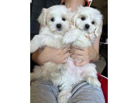 Sevimli maltese minikler