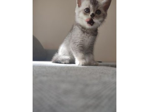 Babalık hakkı british shorthair yavrular