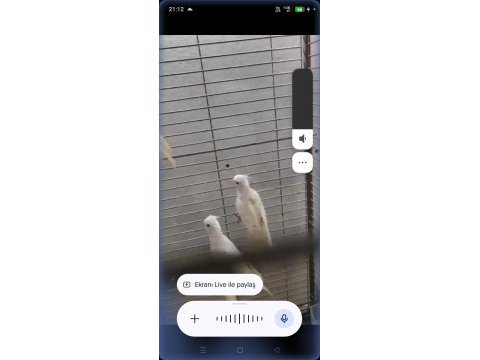 Albino kırmızı göz yavru 3 adet sultan