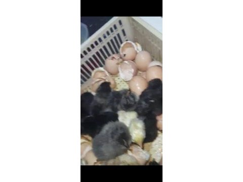 Köy kel paçalı gugulu civcivleri