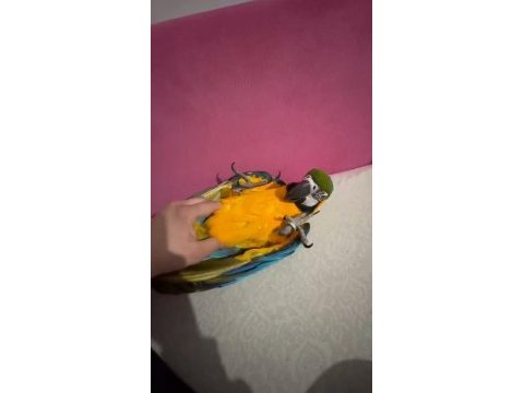 Özel macaw isteyen buyursun tam bir resimlik