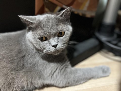 Birbirine alışkın iki safkan dost british shorthair