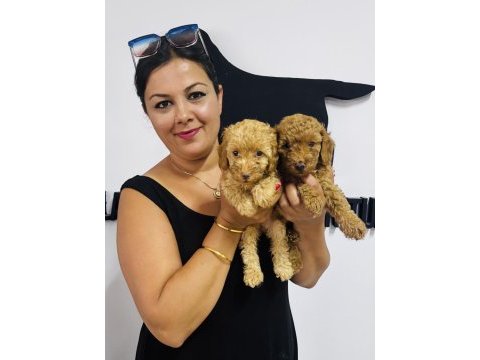 Ufacık toy poodle yavrularım