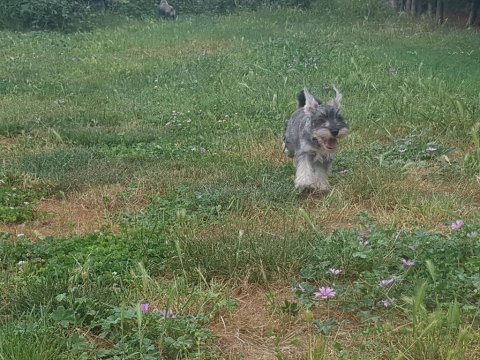 Secereli schnauzer yavrular