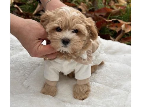 Maltipoo yavrular