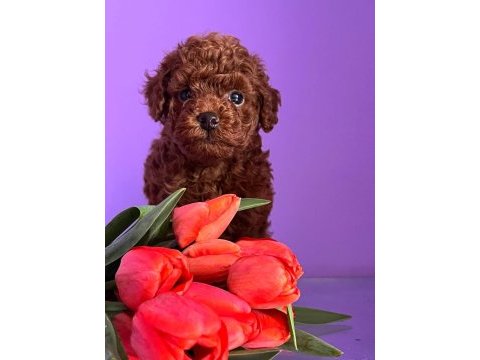 Teacup kore poodle yavruları