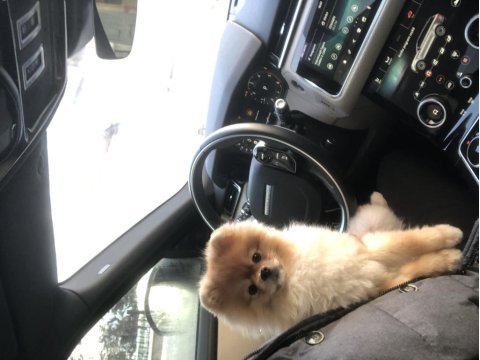 Gerçek köpek severlere ücretsiz sahiplendirme pomeranian