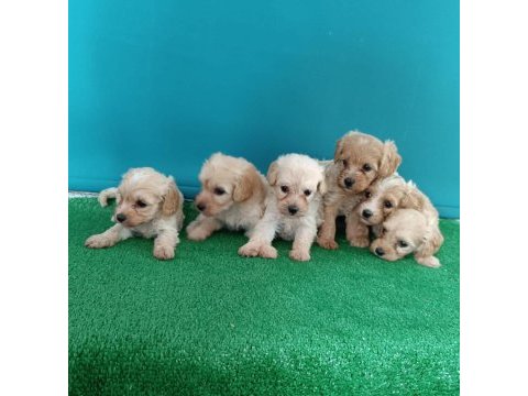 Dişi ve erkek maltipoo köpekler