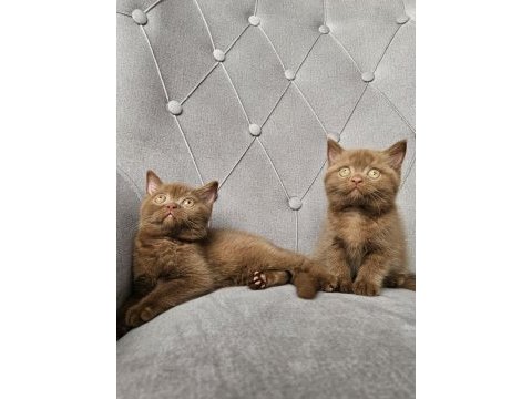 Safkan kahve cinnamon brıtısh yavrular dişi