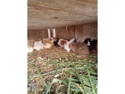 Ele alıştırmalık ginepig yavrular