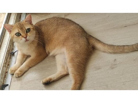 British shorthair golden dişiler