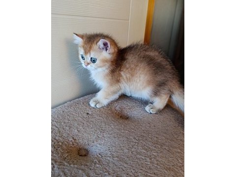 Kız güzeli bir erkek british shorthair