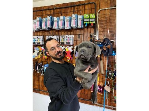 A şecereli blue cane corso ıtaliano