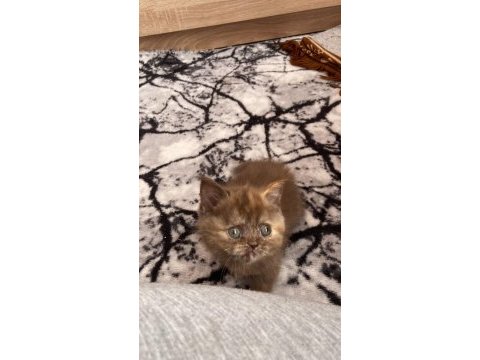 Karamel british shorthair dişi
