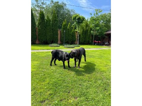 Anatomi harikası cane corso bebeklerim