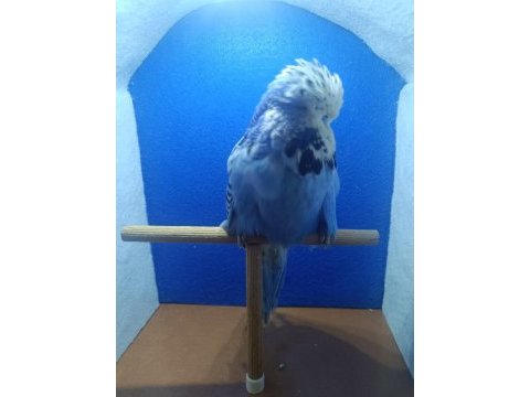Muhabbet kuşu şov jumbo ankara