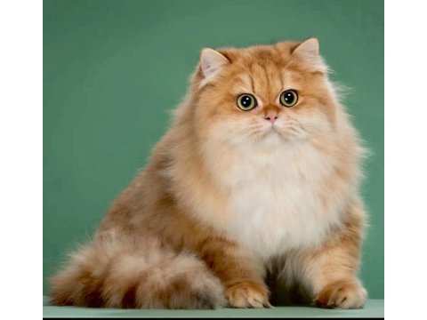 Scr li golden british longhair ny12-ny11 -by11 yavrular