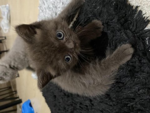Kahve erkek british longhair