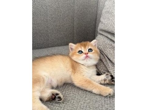 British shorthair golden bebekler