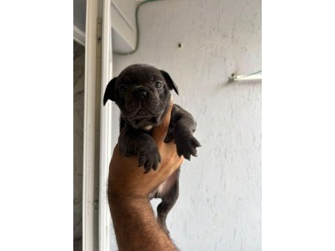 French bulldog yavrularımız