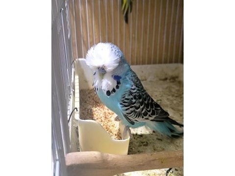 Show jumbo çift muhabbet kuşu