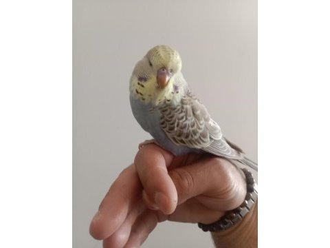 Dişi şov muhabbet kuşu yavrum