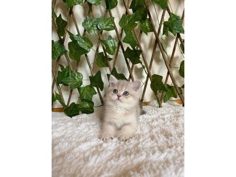 Ay11 erkek ayı kafa british shorthair