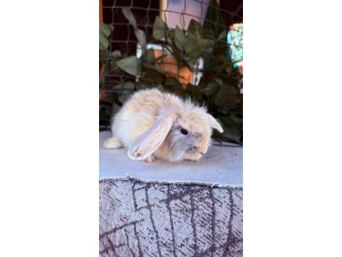 Orjınal hollanda teddy lop tavşanlar