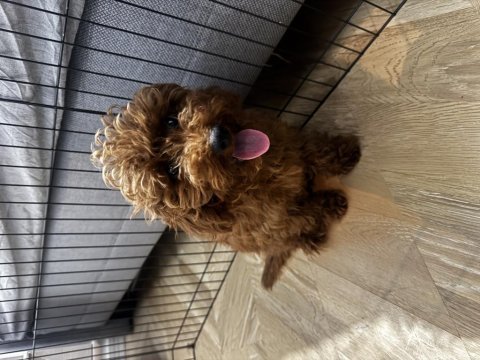 Red browen toy poodle erkek 6 aylık