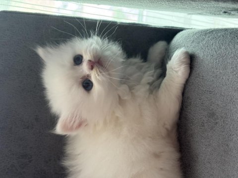 British longhair yavrular