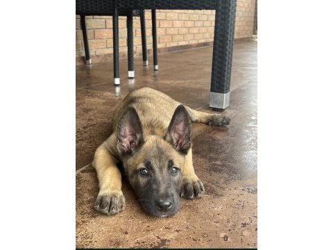 Malinois yavru köpekler