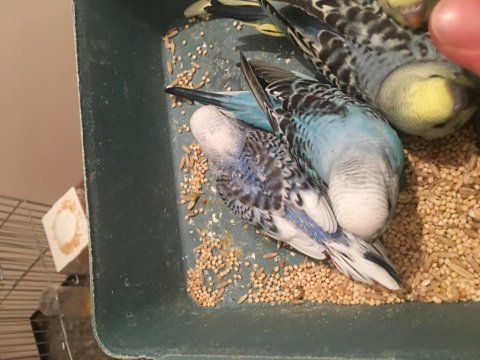 Yeme düştü düşecek muhabbet kuşlar