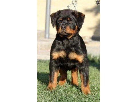 Irkının en iyisi rottweiler yavrular kapıda ödeme mevcut