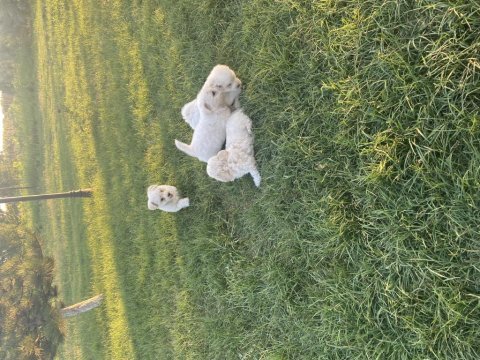 19.06.2023 tarihli terrier yavrular