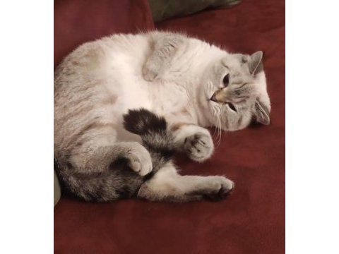 Yetişkin genç dişi ve yavru british shorthair erkek