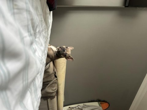Anatomi ve renk harikası dişi french bulldoglar