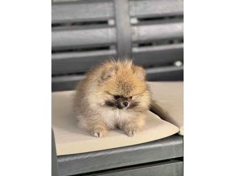 Pomeranian boo bebekeler