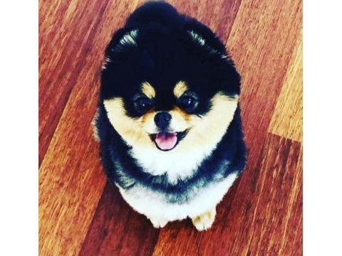 Yavru ve yetişkin a kalite pomeranian