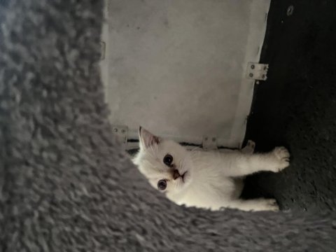 British shorthair lynx point erkek