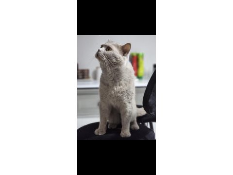 Oğlişimime yuva arıyorum british longhair