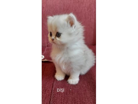 Sahibinden british longhair