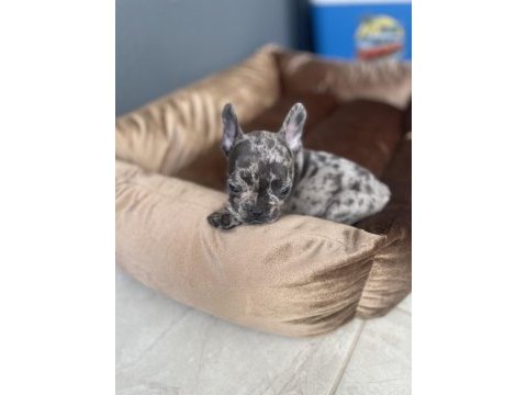 Erkek 7 aylık merle tan french bulldog