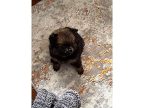 55 günlük dişi pomeranian boo bebek